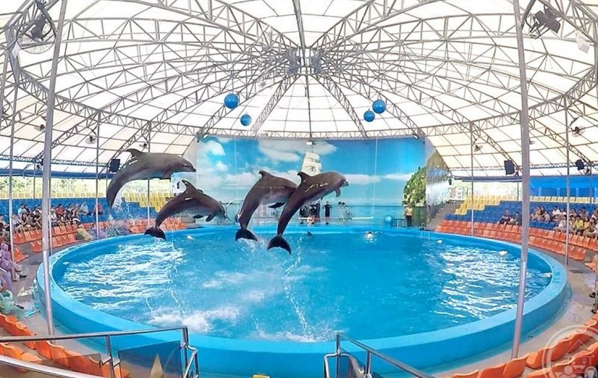 Dolphin Show at Nemo Dolphins Bay