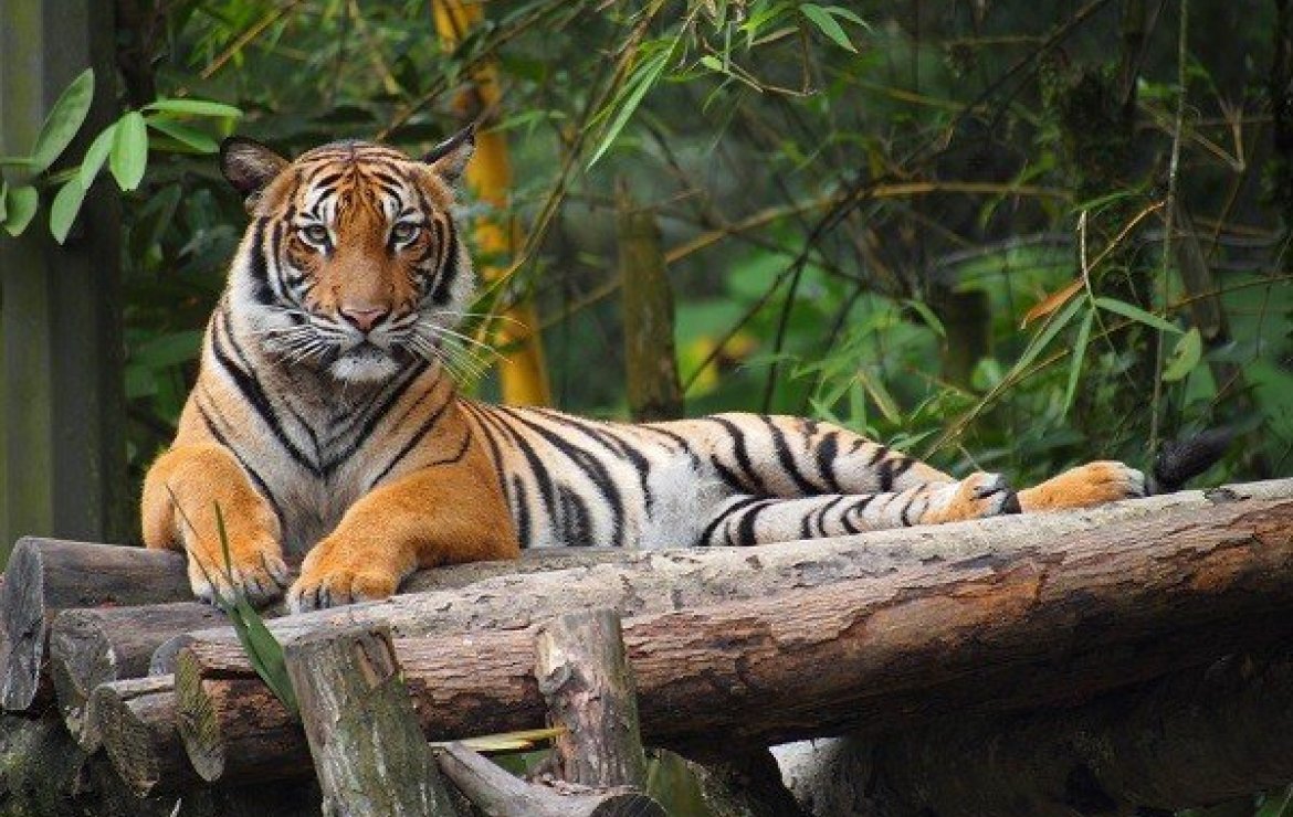 Phuket Zoo
