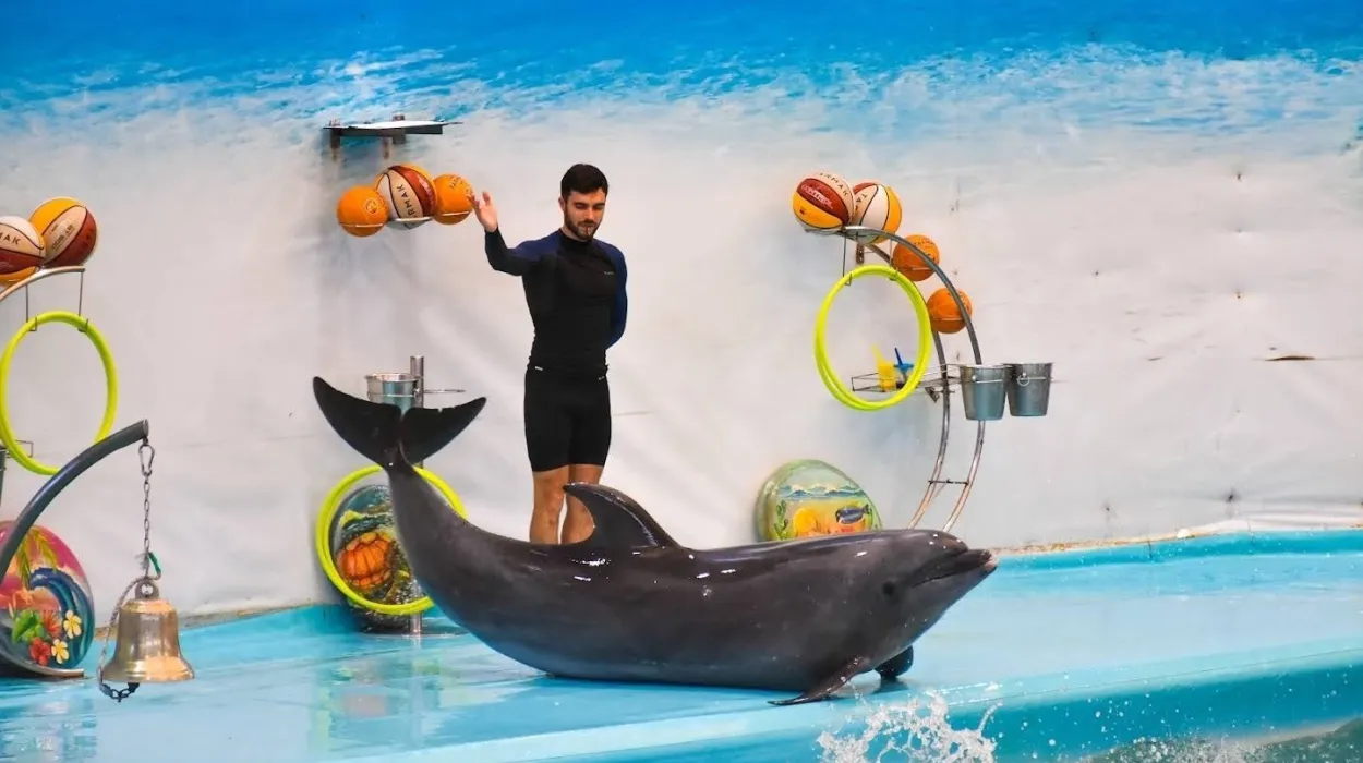 ​Dolphins