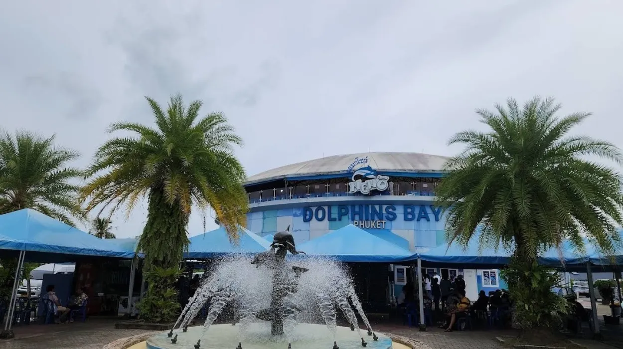 ​Dolphins
