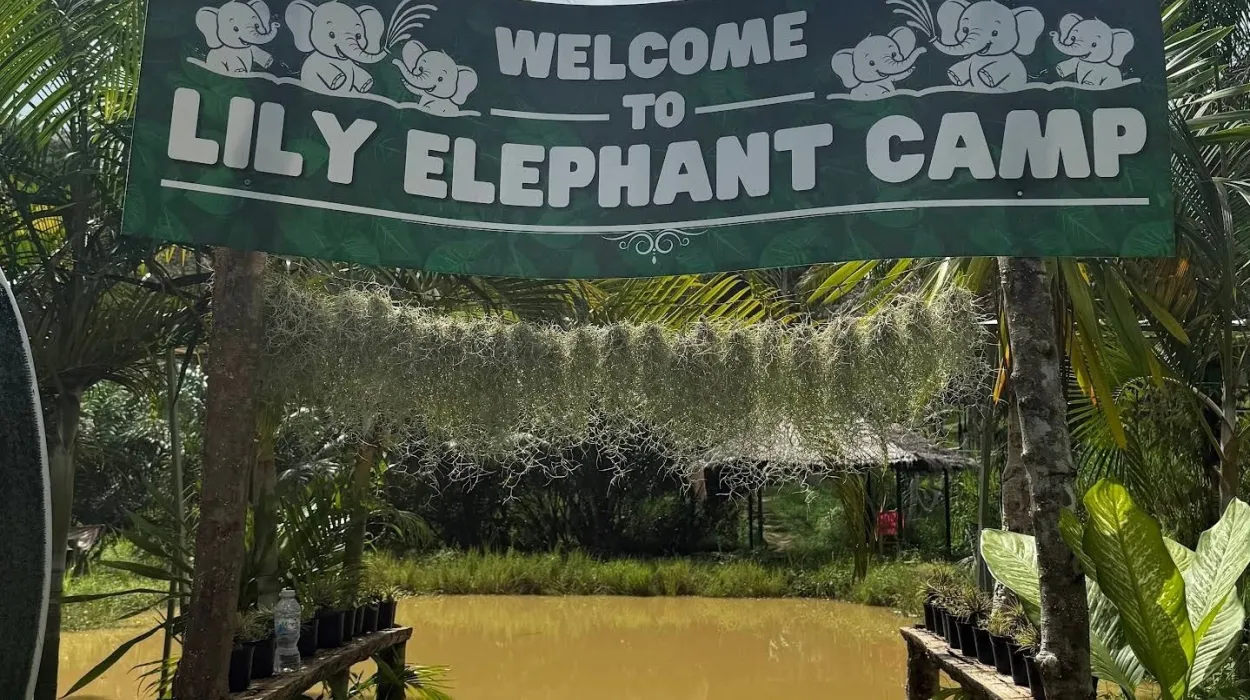 Lily Elephant 