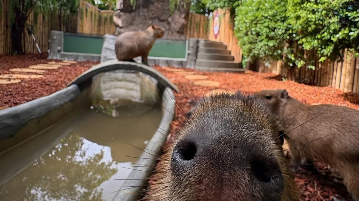 Capybara Coffee 