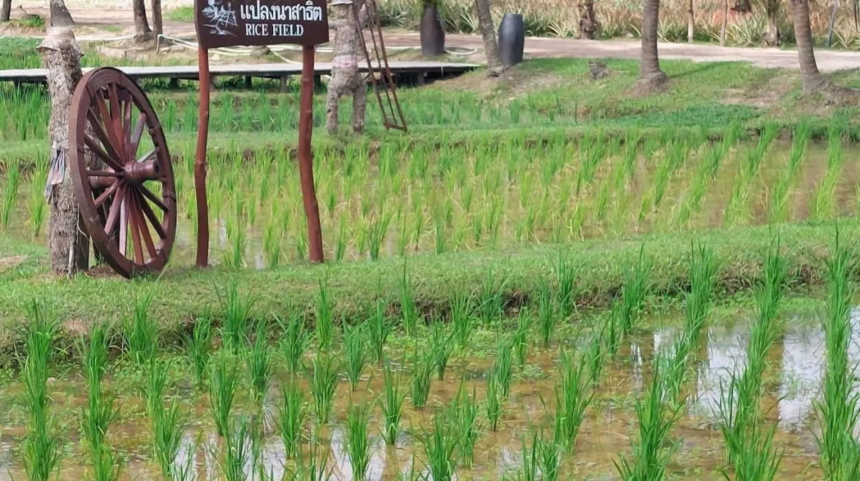 Old Phuket Farm 