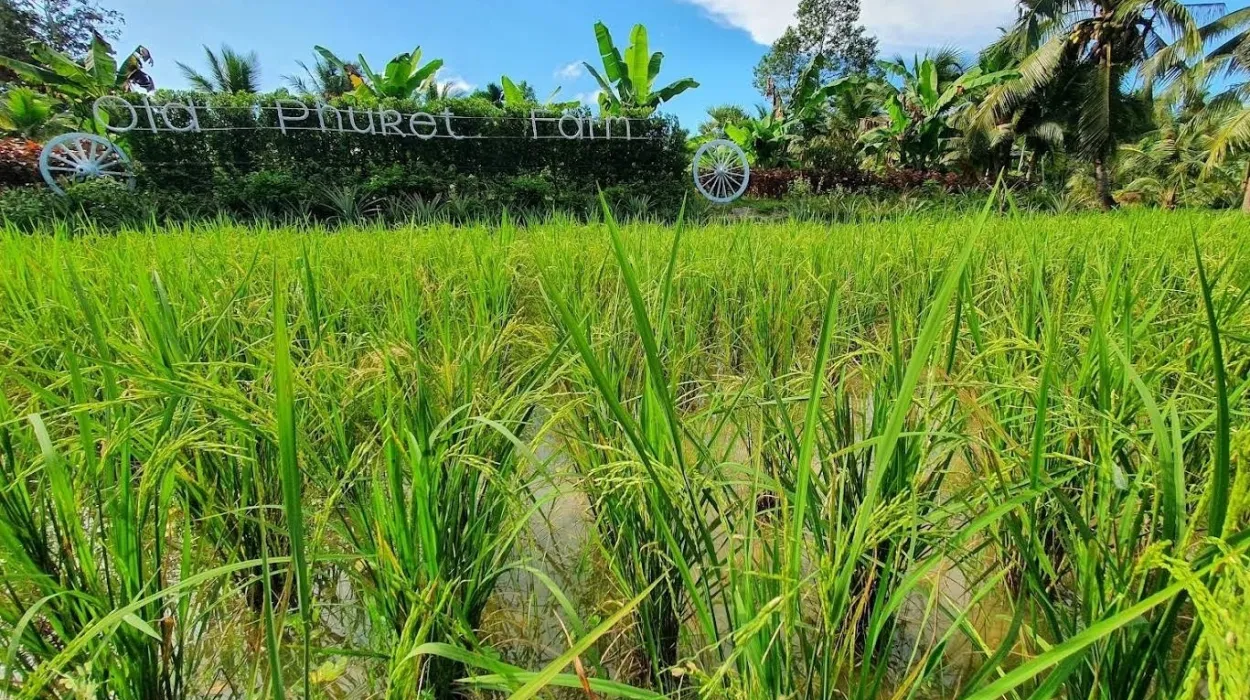Old Phuket Farm 