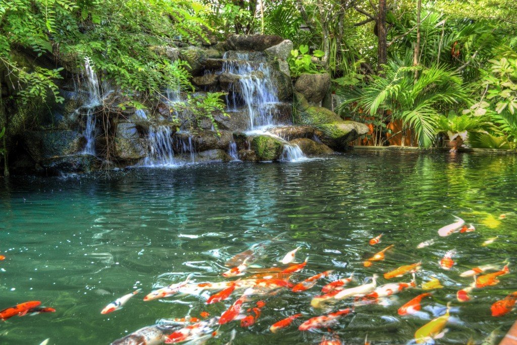 Phuket Botanic Garden
