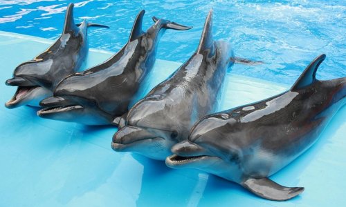 Dolphin Show at Nemo Dolphins Bay — 5