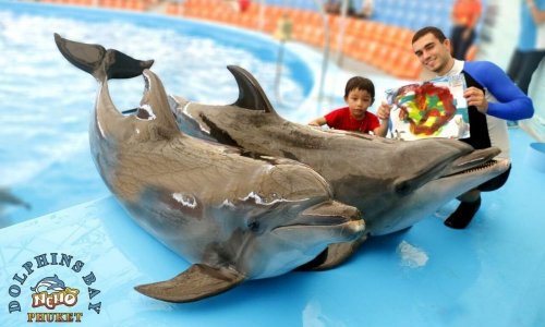 Dolphin Show at Nemo Dolphins Bay — 12