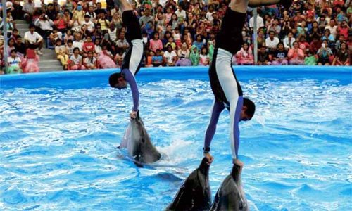 Dolphin Show at Nemo Dolphins Bay — 10