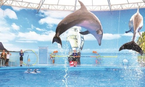 Dolphin Show at Nemo Dolphins Bay — 6