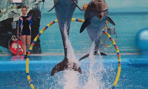Dolphin Show at Nemo Dolphins Bay — 13