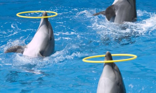 Dolphin Show at Nemo Dolphins Bay — 8