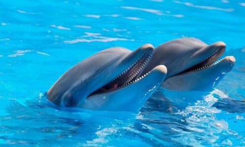 Dolphin Show at Nemo Dolphins Bay — 9