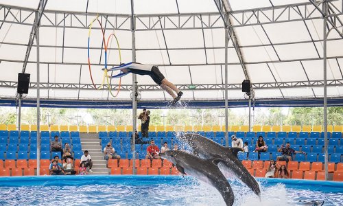 Dolphin Show at Nemo Dolphins Bay — 7
