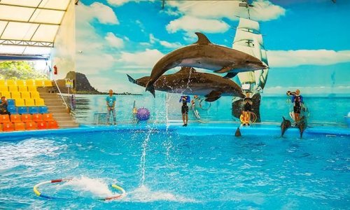 Dolphin Show at Nemo Dolphins Bay — 11
