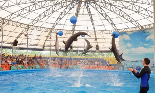 Dolphin Show at Nemo Dolphins Bay — 19