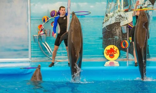 Dolphin Show at Nemo Dolphins Bay — 18