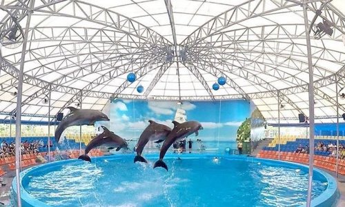 Dolphin Show at Nemo Dolphins Bay — 14