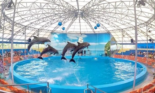 Dolphin Show at Nemo Dolphins Bay — 1