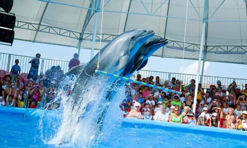 Dolphin Show at Nemo Dolphins Bay — 3