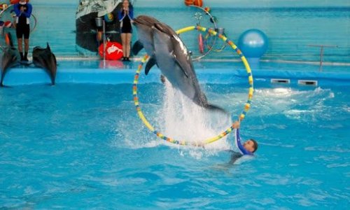 Dolphin Show at Nemo Dolphins Bay — 20