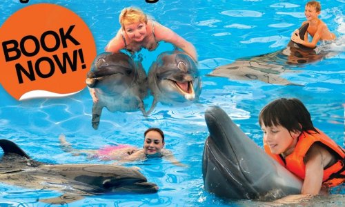 Swimming with Dolphins — 3