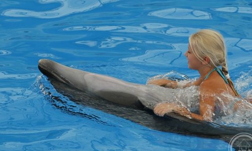 Swimming with Dolphins — 6