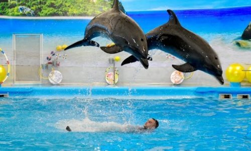 Swimming with Dolphins — 7