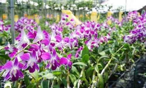 Phuket Island Sightseeing Tour — 2