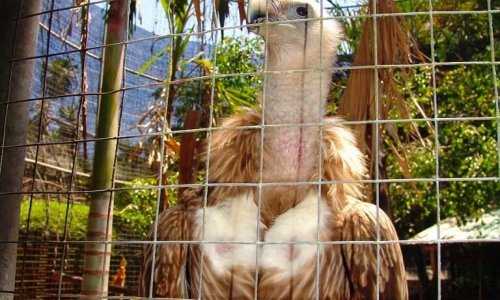 Phuket Zoo — 3
