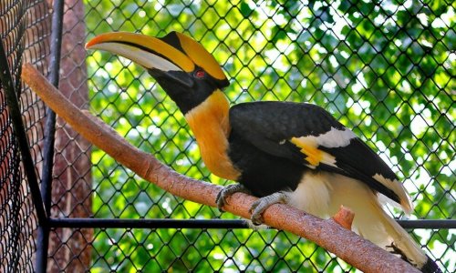 Phuket Zoo — 4