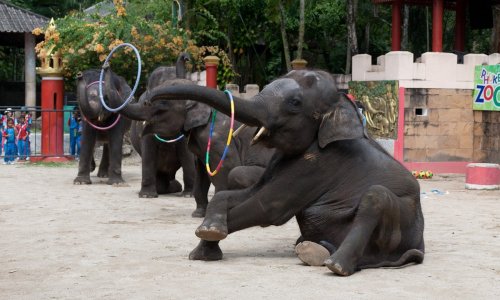 Phuket Zoo — 7