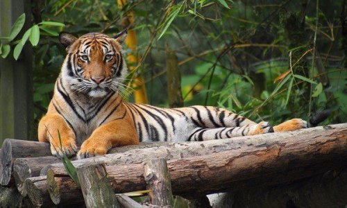 Phuket Zoo — 1