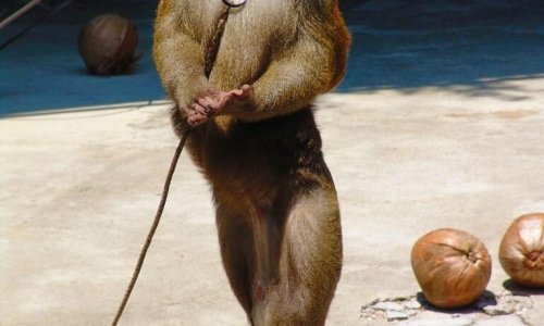Phuket Zoo — 2