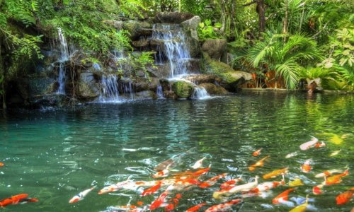 Phuket Botanic Garden — 1