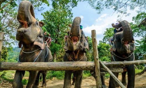 Khao Sok National Park — 13