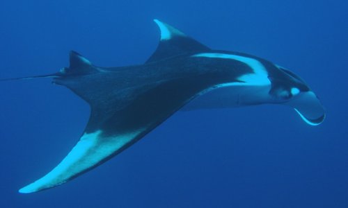 Similan Islands Day Trip — Standard — 5