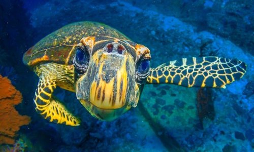 Similan Islands, 2 Days and 1 Night — 6