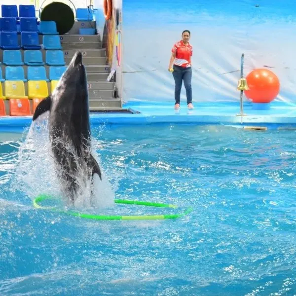 ​Dolphins