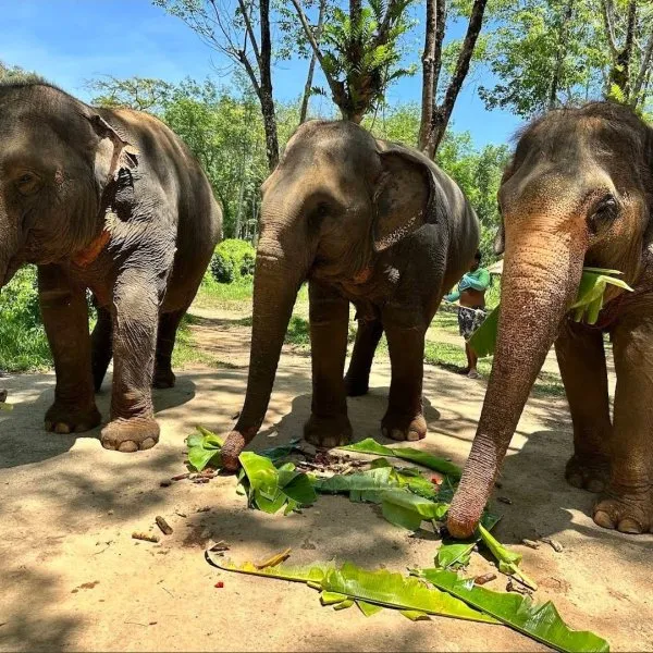 Lily Elephant