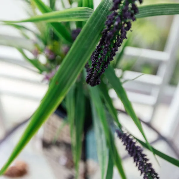 Property image - gallery 46